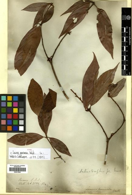 Preserved Actinodaphne pruinosa herbarium specimen