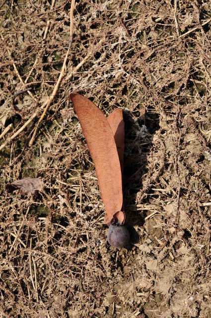 Winged Dipterocarpus kerrii fruit on the ground