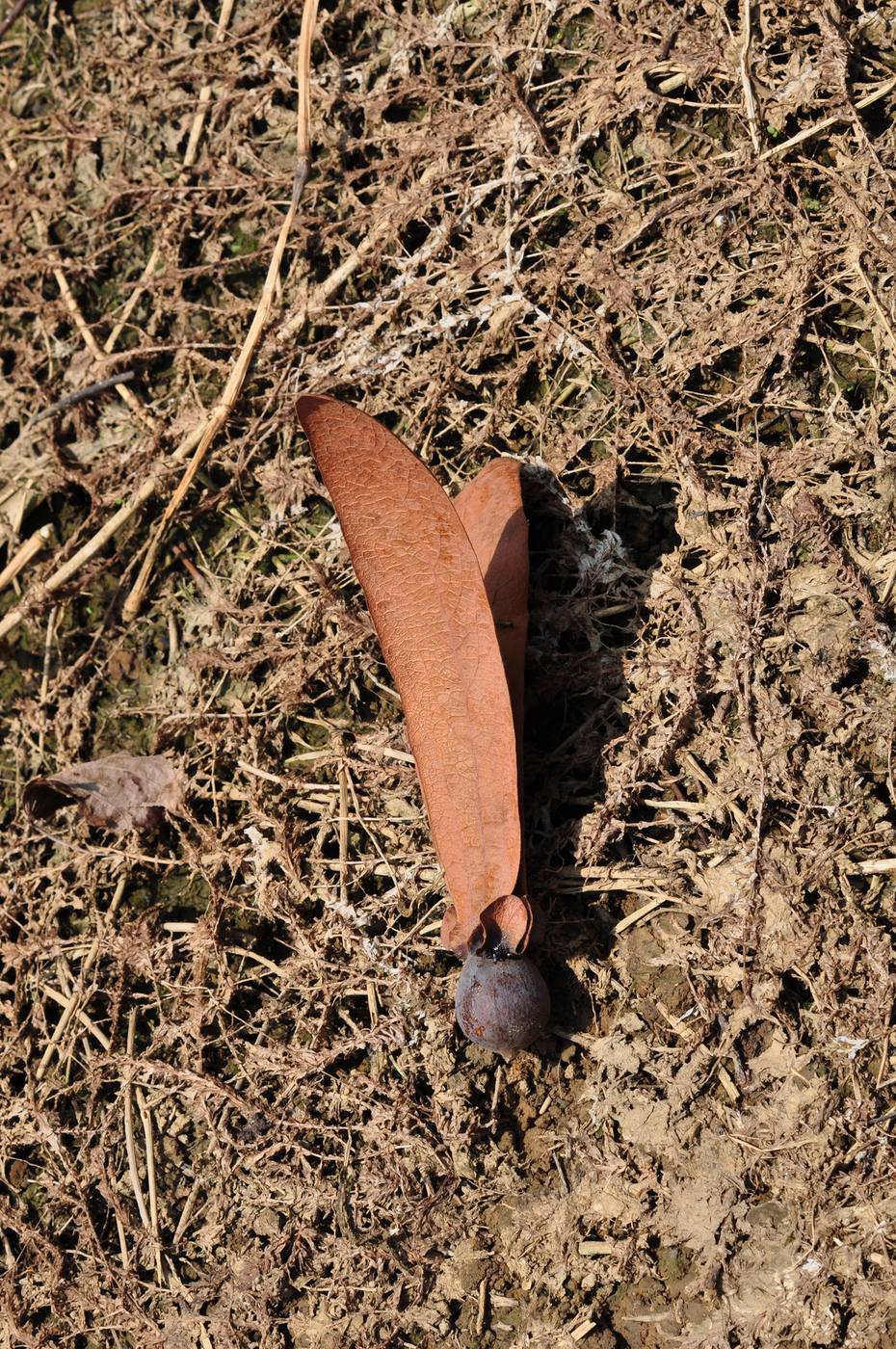 Winged Dipterocarpus kerrii fruit on the ground