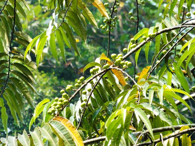 Green Horsfieldia irya foliage in sunlight