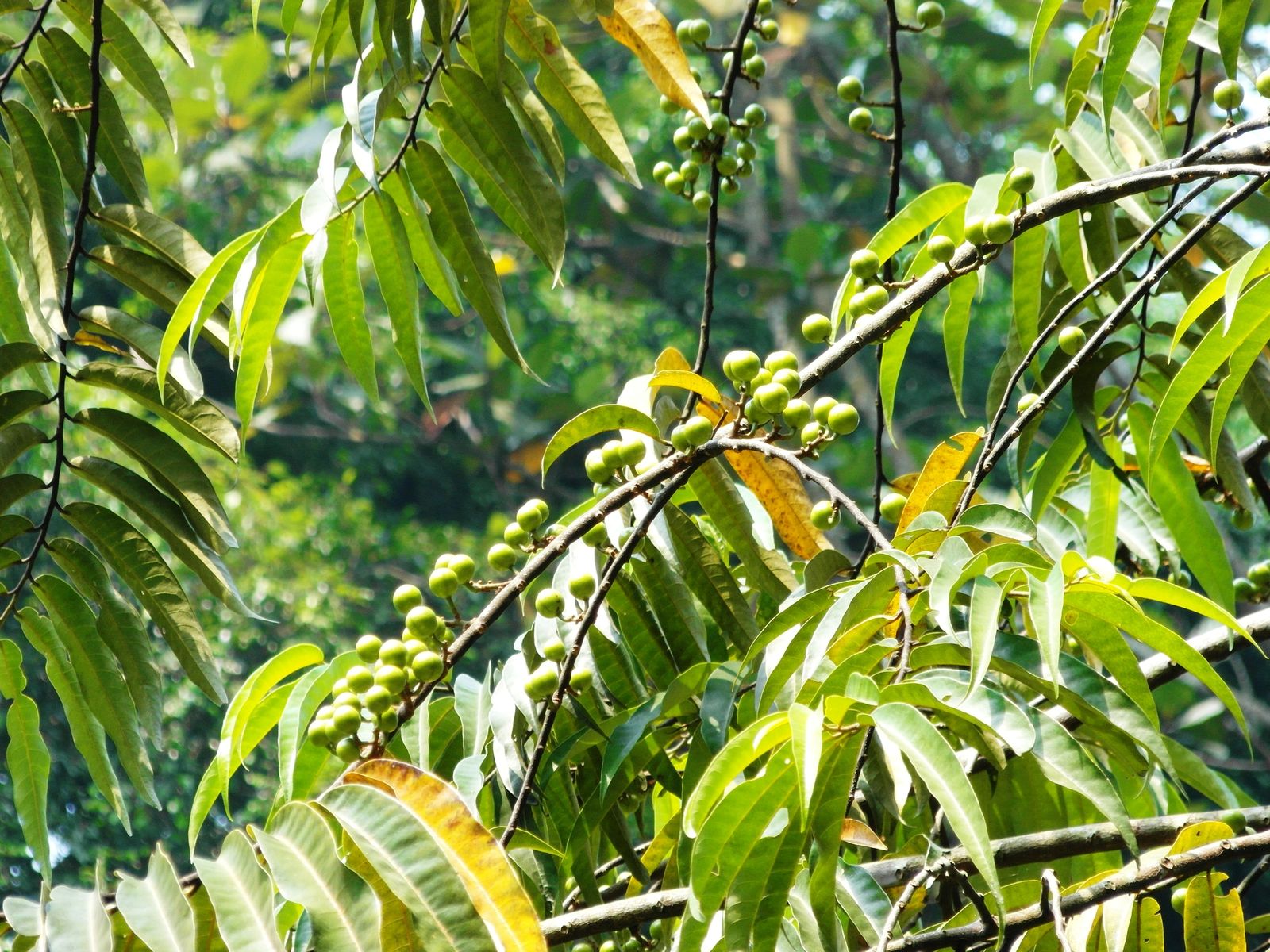 Green Horsfieldia irya foliage in sunlight