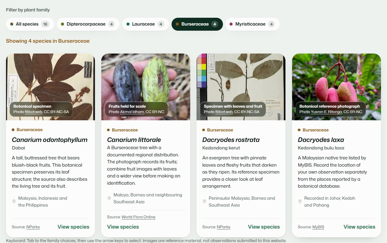 The species filter with Burseraceae chosen and only its four species showing