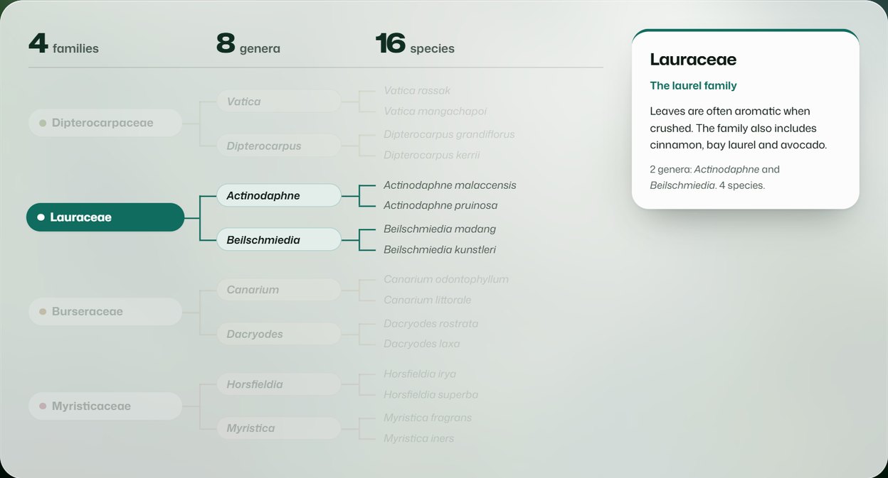 The taxonomy tree on the home page with the Lauraceae branch lit and the other families dimmed