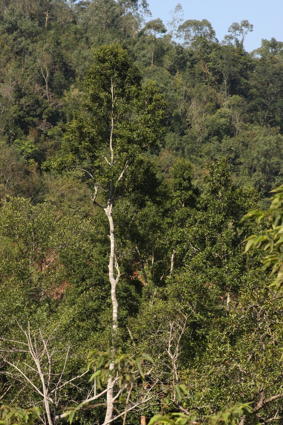 Vatica mangachapoi tree rising above surrounding vegetation