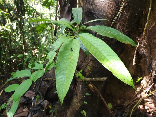 Leafy branch of Vatica rassak beside its trunk in lowland forest