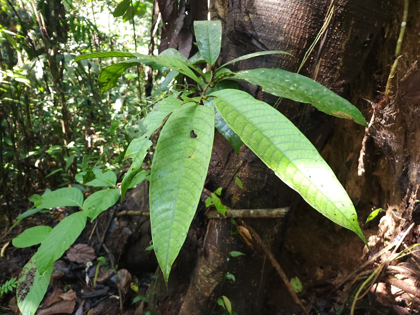 Leafy branch of Vatica rassak beside its trunk in lowland forest